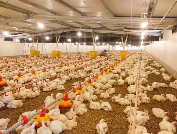 Cidade de Pemba já conta uma fábrica de ração para frangos avaliada em 7 milhões de meticais