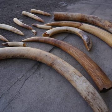 Sofala: SERNIC detém dois indivíduos na posse de 14 pontas de marfim