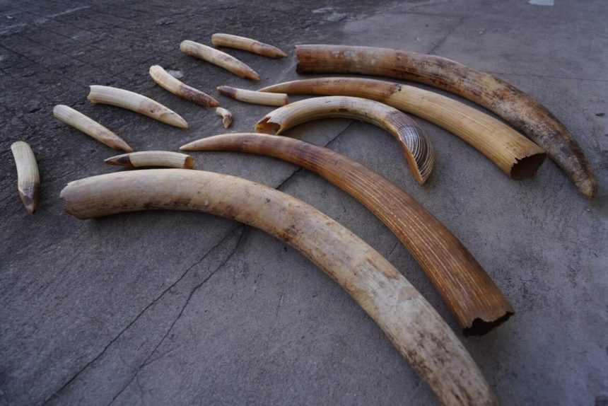 Malawi:  moçambicanos detidos na posse de pontas de marfim