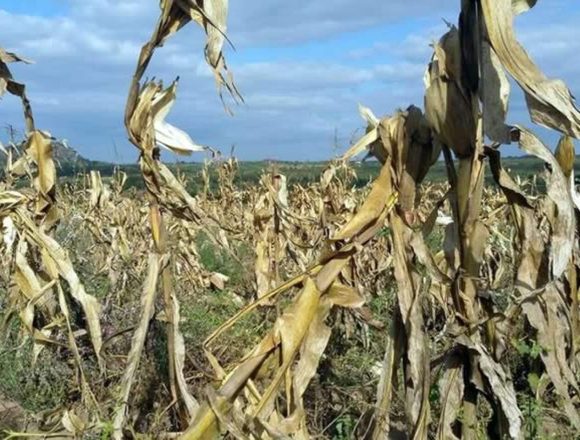 Seca e excesso de chuva comprometem produção de milhares de agricultores do sul e centro do País