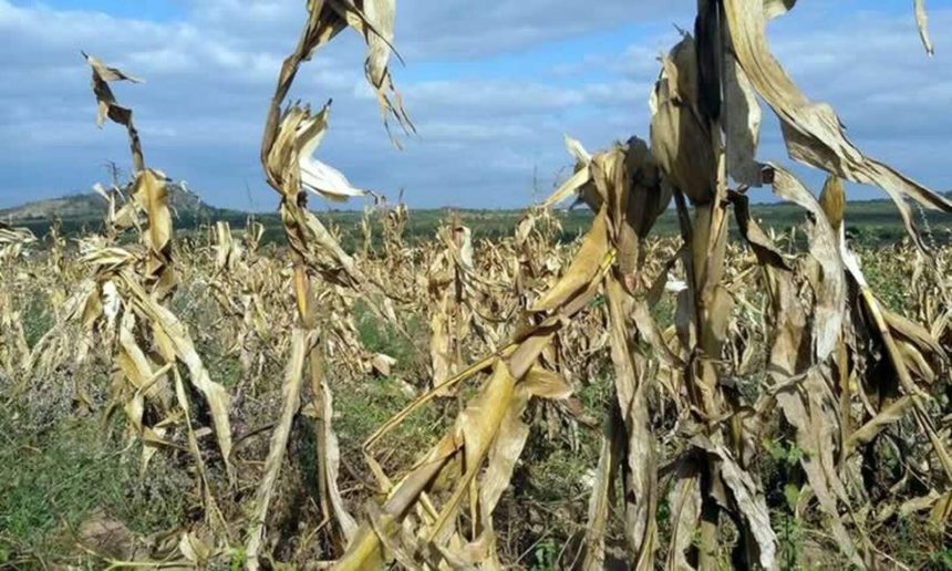 Mais de 800 mil hectares de culturas afectados por “fenómenos climatéricos”