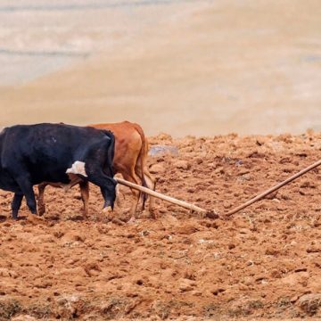 Crise climática está a reduzir a capacidade produtiva dos solos africanos