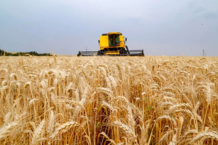 Província de Gaza projecta retoma da produção de trigo