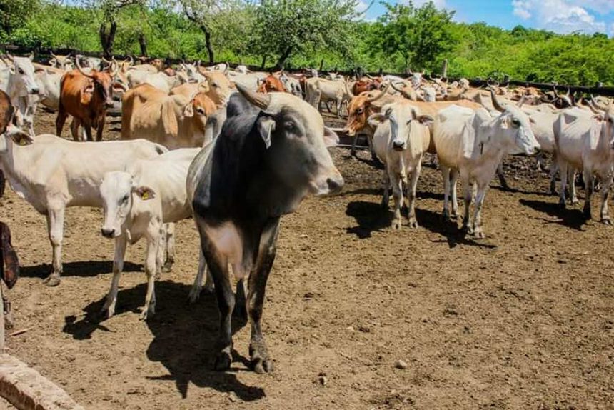 Conflito de terra: Tribunal ordena despejo de investidor em 24 horas