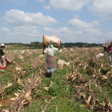 Hollard beneficia directamente 16 mil pequenos agricultores