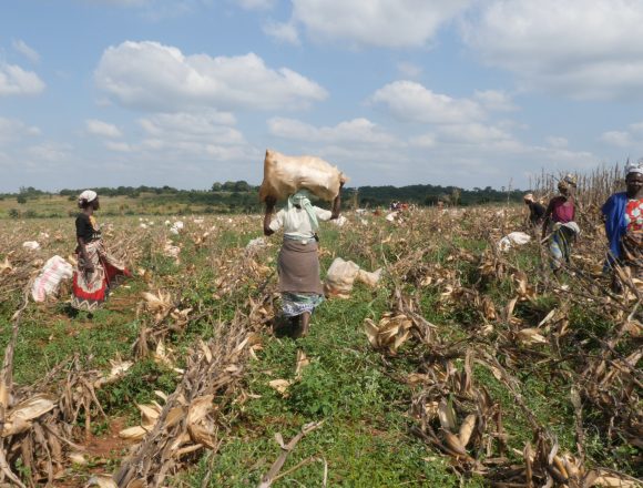 Hollard beneficia directamente 16 mil pequenos agricultores