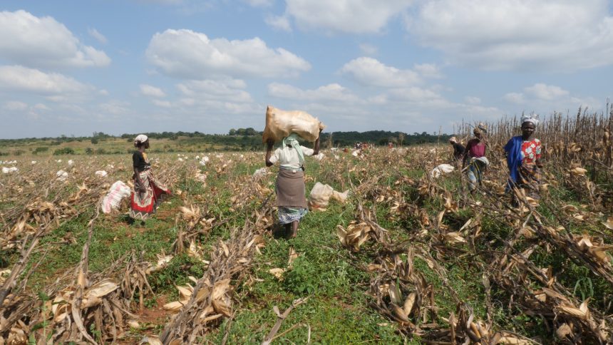 Hollard beneficia directamente 16 mil pequenos agricultores