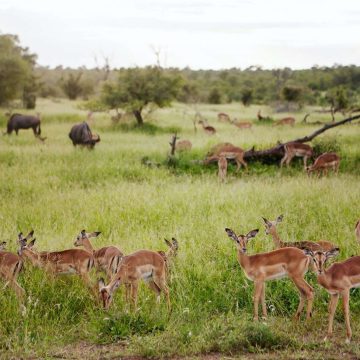 Parque Nacional da Gorongosa na lista das cinco melhores áreas de conservação do mundo