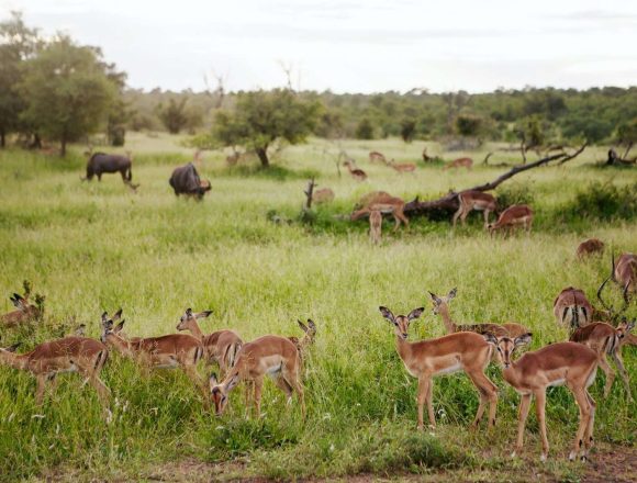 Moçambique recebe 18,9 milhões de meticais para fortalecimento da gestão das áreas protegidas