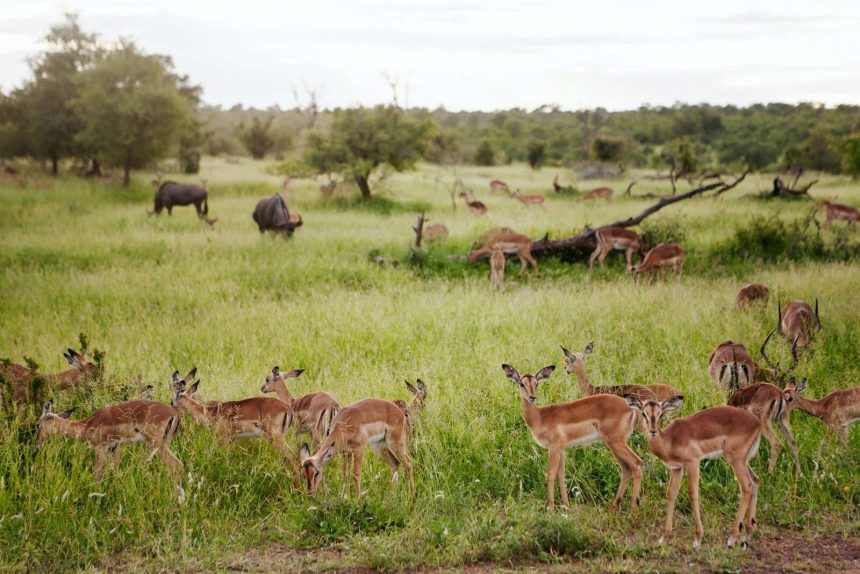 Moçambique recebe 18,9 milhões de meticais para fortalecimento da gestão das áreas protegidas