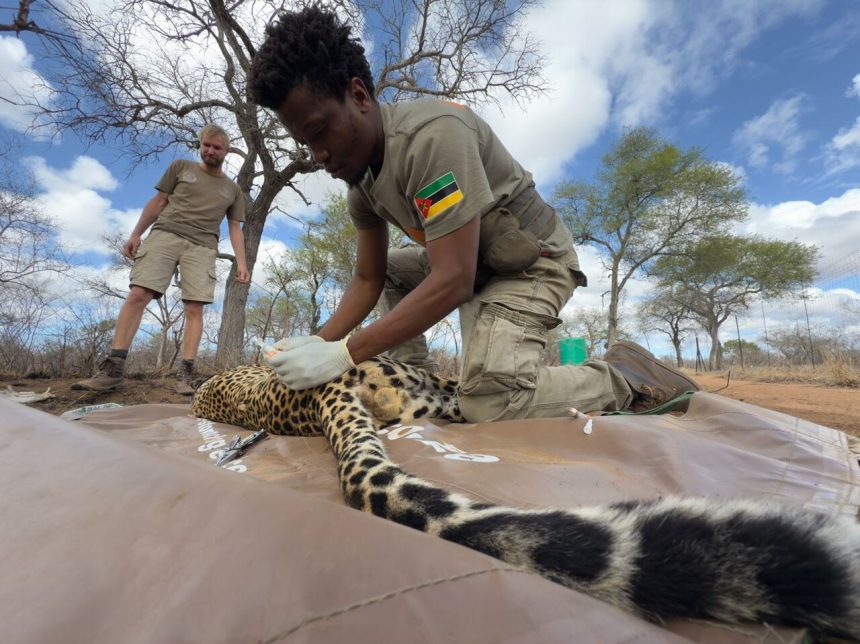 Karingani Game Reserve e PNG promovem conservação de animais carnívoros em Moçambique