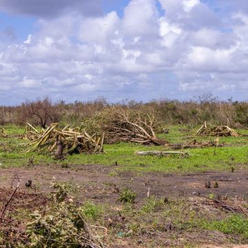 Ciclone Chido destruiu mais de 100 hectares de culturas agrícolas em Cabo Delgado