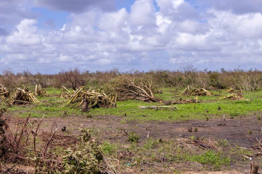 Ciclone Chido destruiu mais de 100 hectares de culturas agrícolas em Cabo Delgado