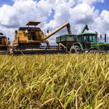 Gaza: Investidores líbios projectam instalar uma unidade de produção e processamento de arroz