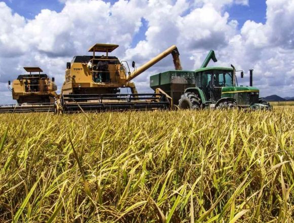 Gaza: Investidores líbios projectam instalar uma unidade de produção e processamento de arroz