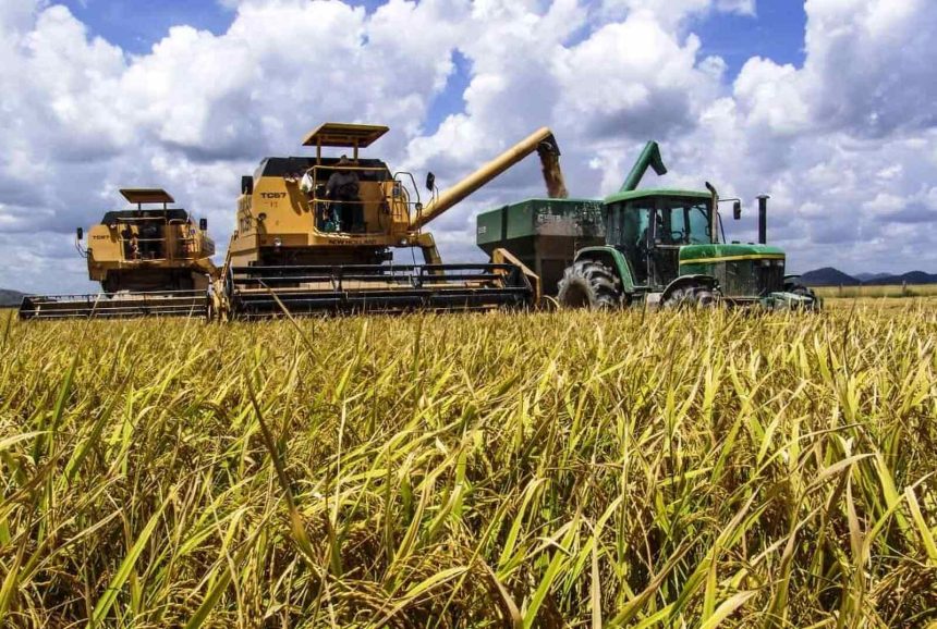 Gaza: Investidores líbios projectam instalar uma unidade de produção e processamento de arroz