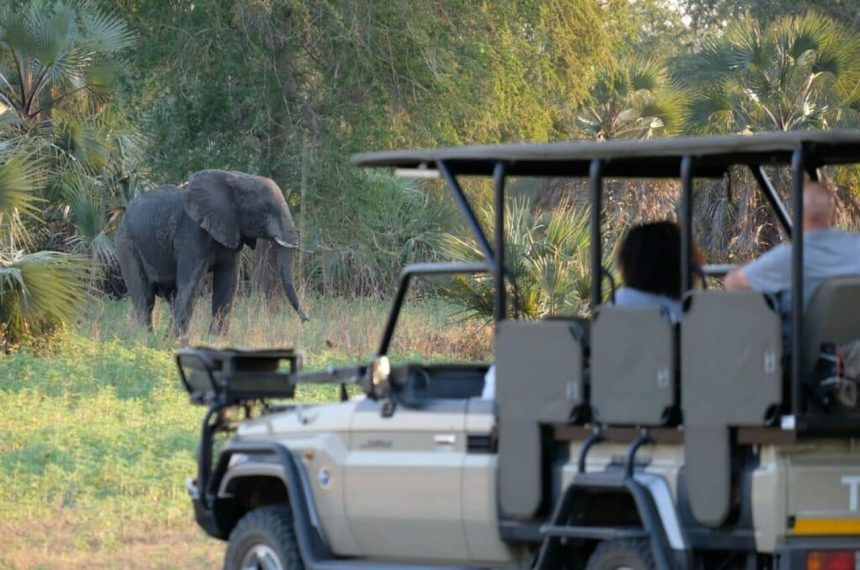 Turista morre após ter sido atacado por um elefante no Kruger Park