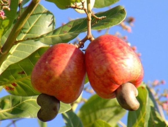 castanha caju moz Moçambique aprova novas regras do fomento e produção da castanha de cajú