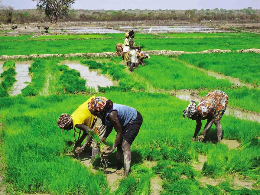 Cientistas japoneses descobrem nova genética do arroz resistente ao calor extremo