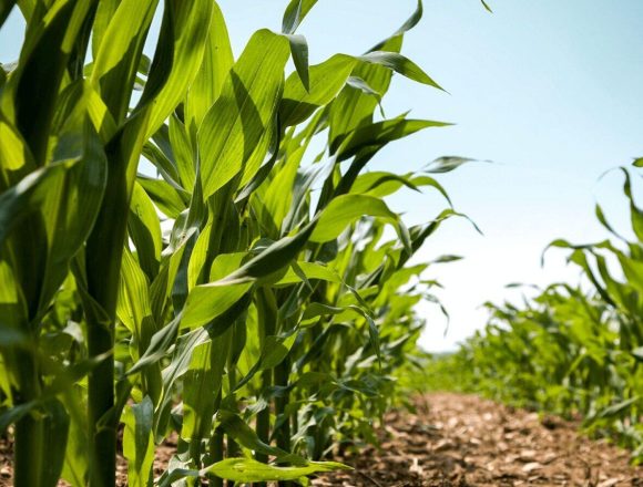 agricultura milho Produção agrícola em Moçambique cresce 2% após cheias, mas o arroz mostra o inverso