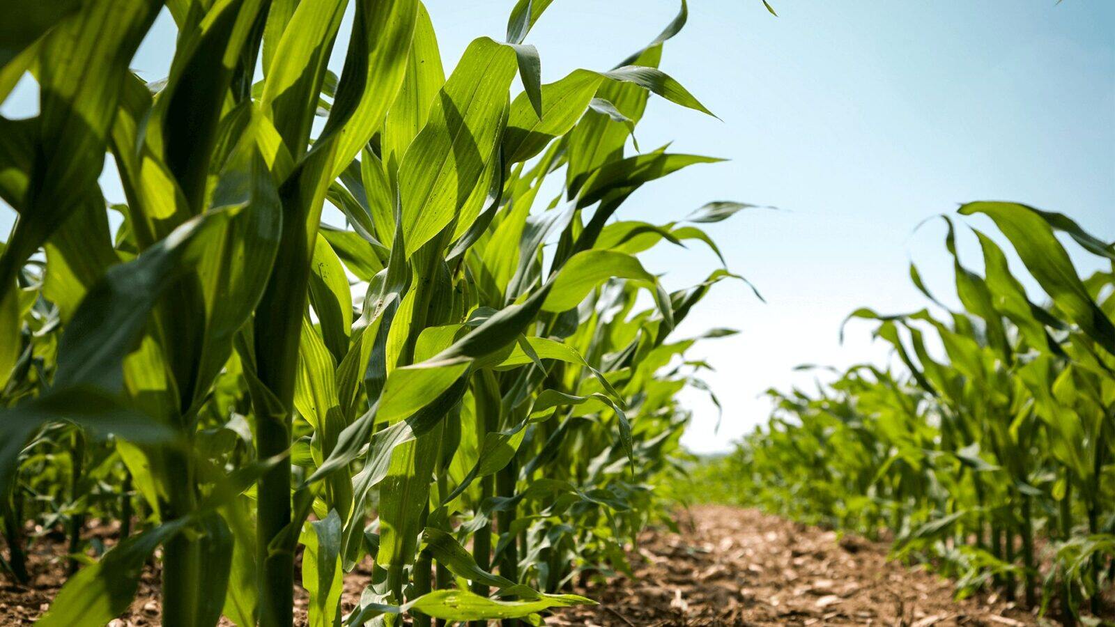 Produção agrícola em Moçambique cresce 2% após cheias, mas o arroz mostra o inverso