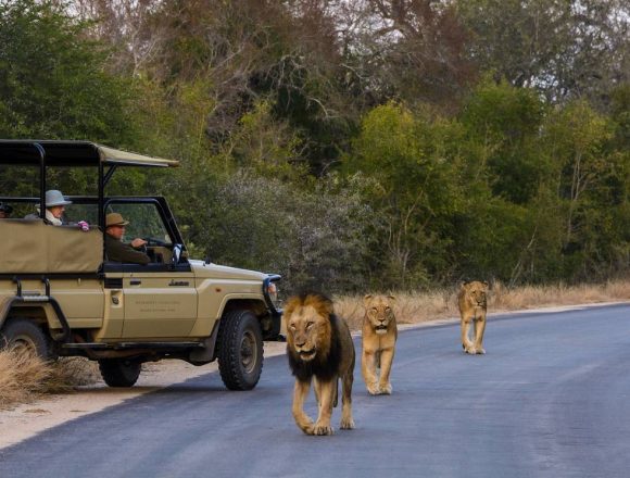 turismo Parque Nacional Limpopo Moçambique investe 23 milhões de dólares para melhorar turismo baseado na natureza