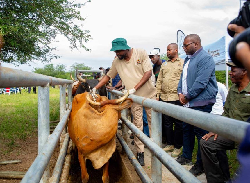 Governo promete um veterinário por distrito até 2029 para garantir maior assistência