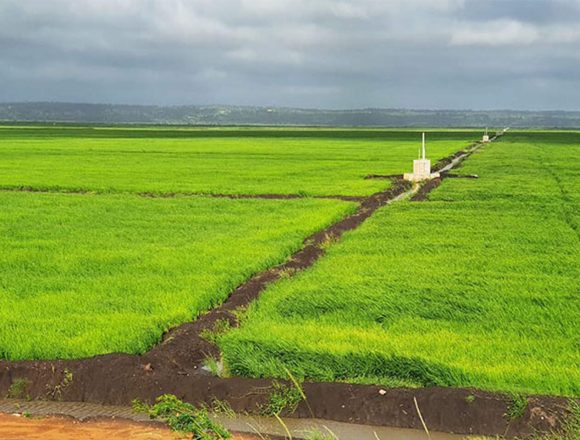 arroz regadio do Limpopo Chókwè Governo anuncia reabilitação dos regadios do Limpopo e Chókwè para reforçar gestão hídrica