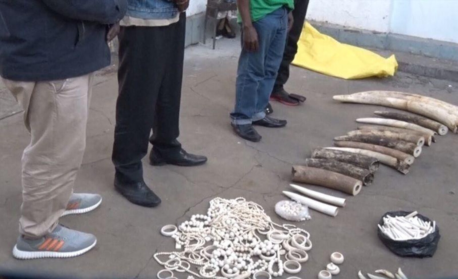 Inhambane: SERNIC apreende 36,42 kg de pontas de marfim num esquema de tráfico de espécies protegidas