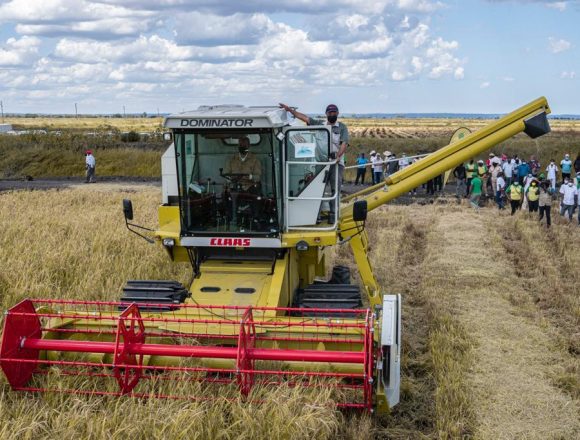 Imagem T Gaza vai ampliar produção de trigo e instalar moageira