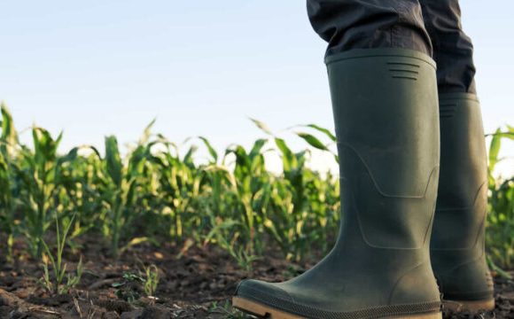 Terras zimbabue Zimbabué paga 820 milhões de dólares a agricultores brancos por terras expropriadas
